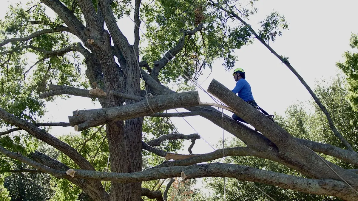 Professional Crown Thinning performed by certified arborists in Accoville